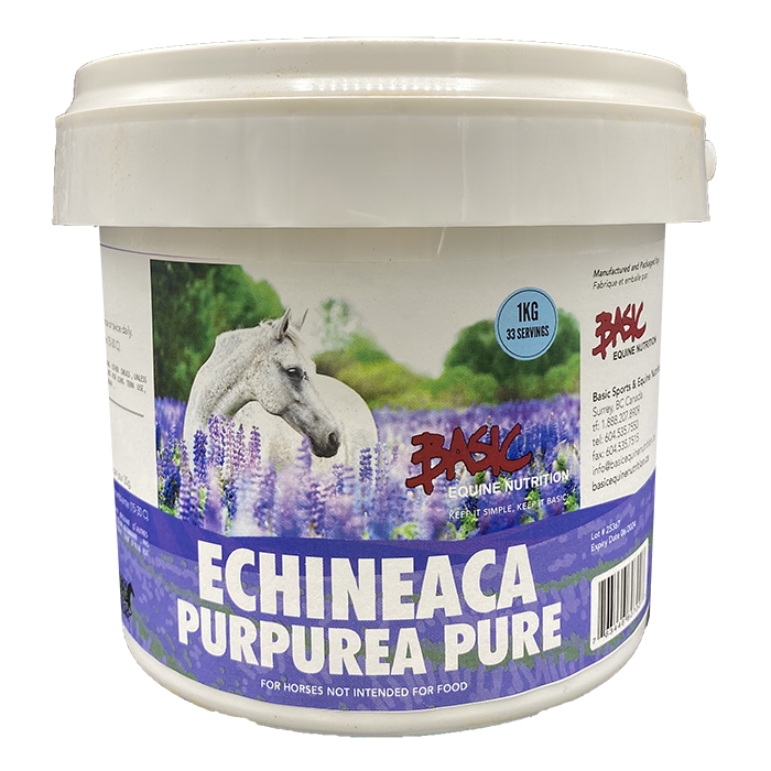 Echineaca Purpurea - 1 kg - for horses